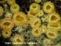 Arachnopeziza trabinelloides-amf000SYN